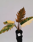 Philodendron serratum Caramel Marble