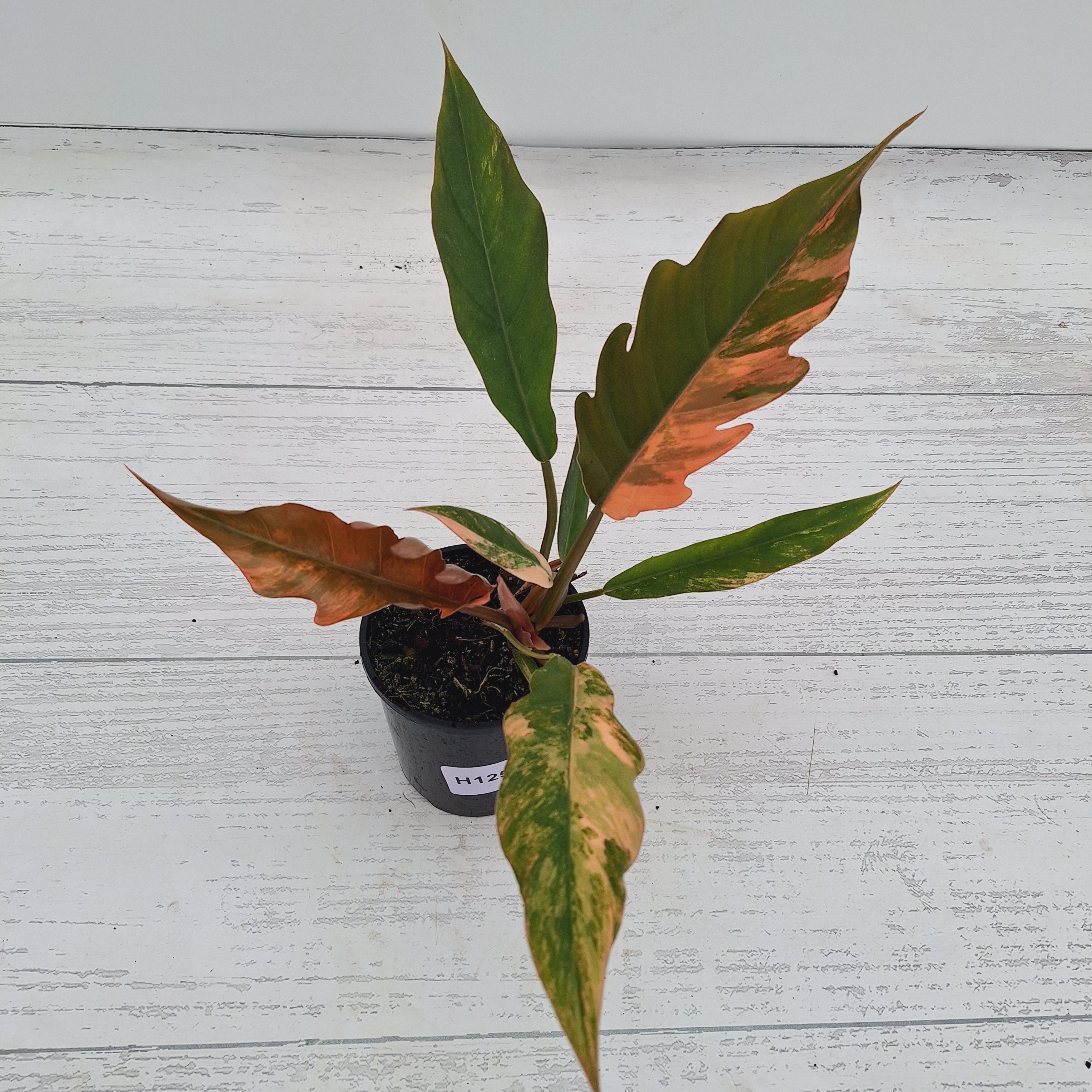 Philodendron serratum Caramel Marble