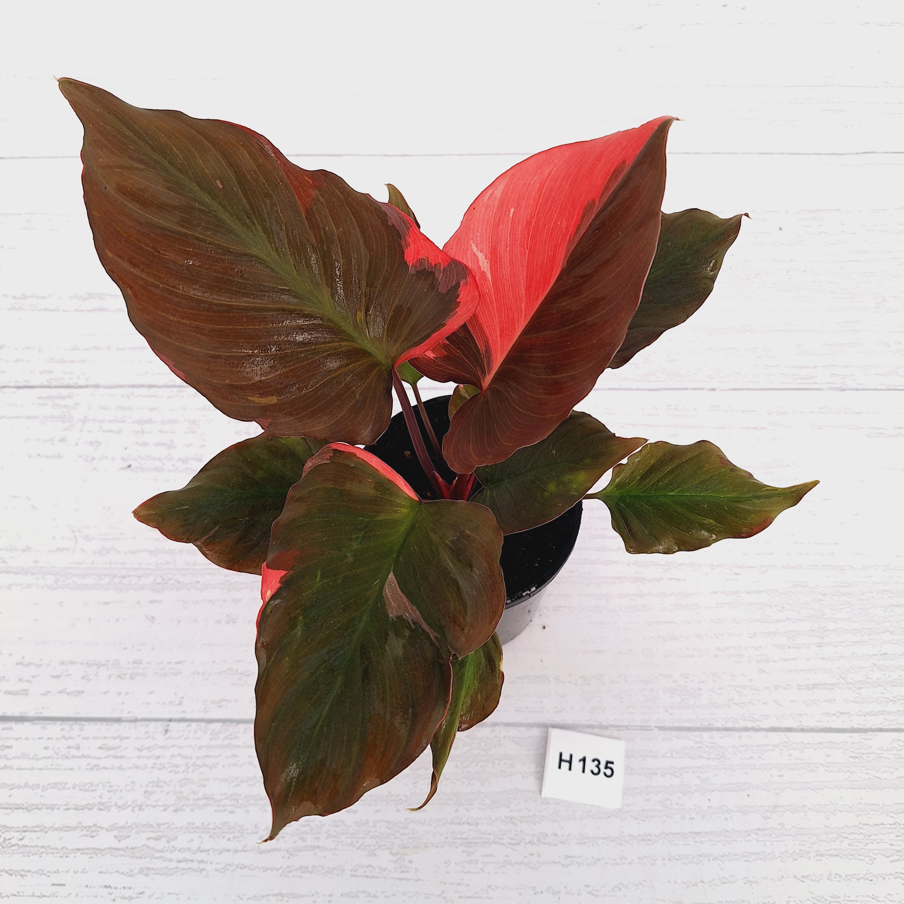 Homalomena rubescens Flaming Red Variegata
