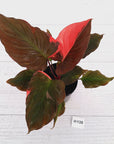Homalomena rubescens Flaming Red Variegata