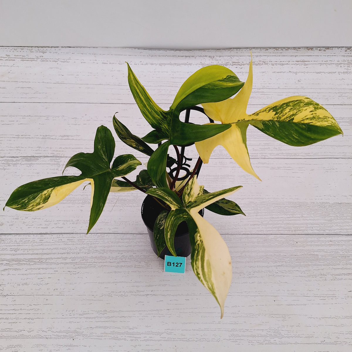 Philodendron pedatum 'Florida Beauty'