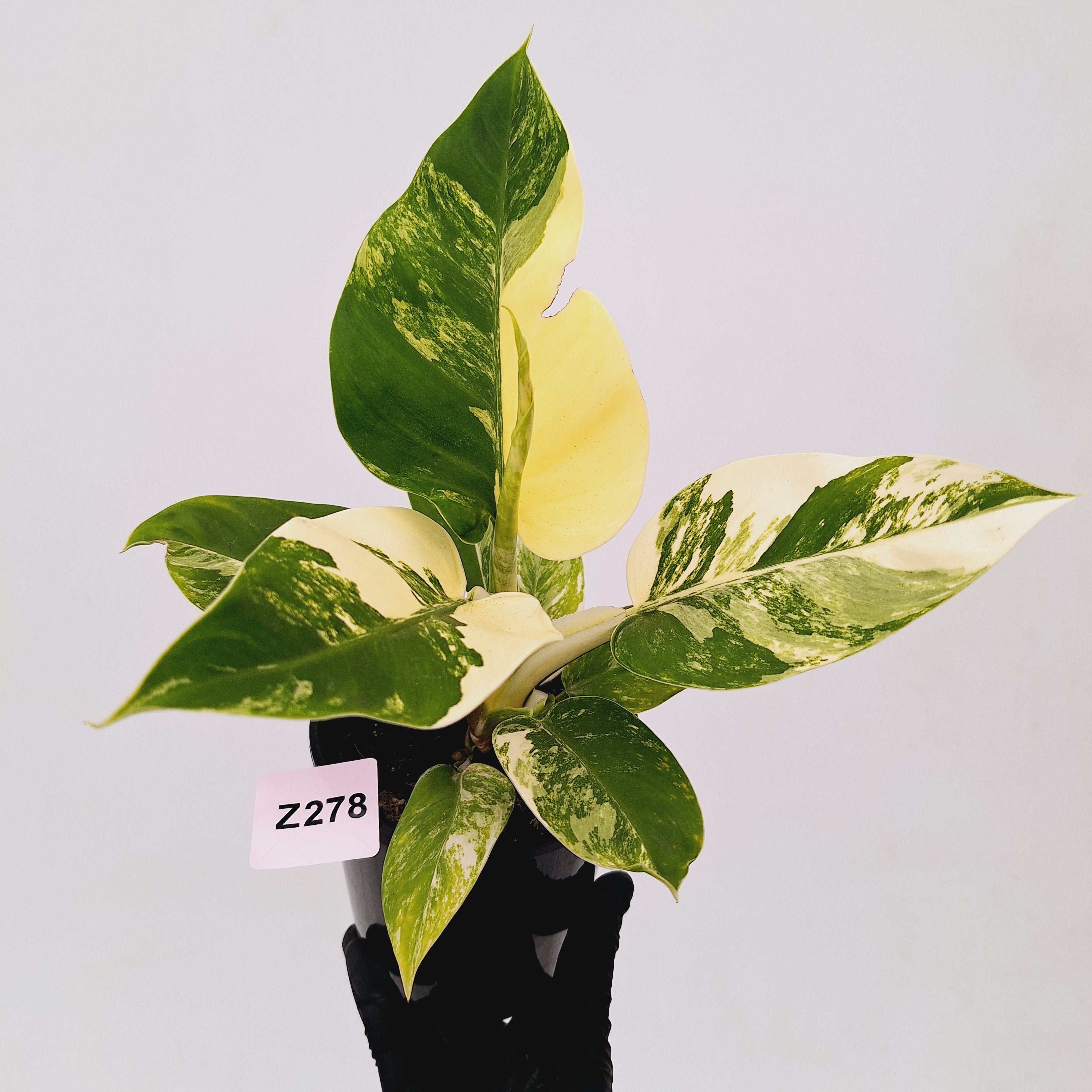 Philodendron imperial green variegata