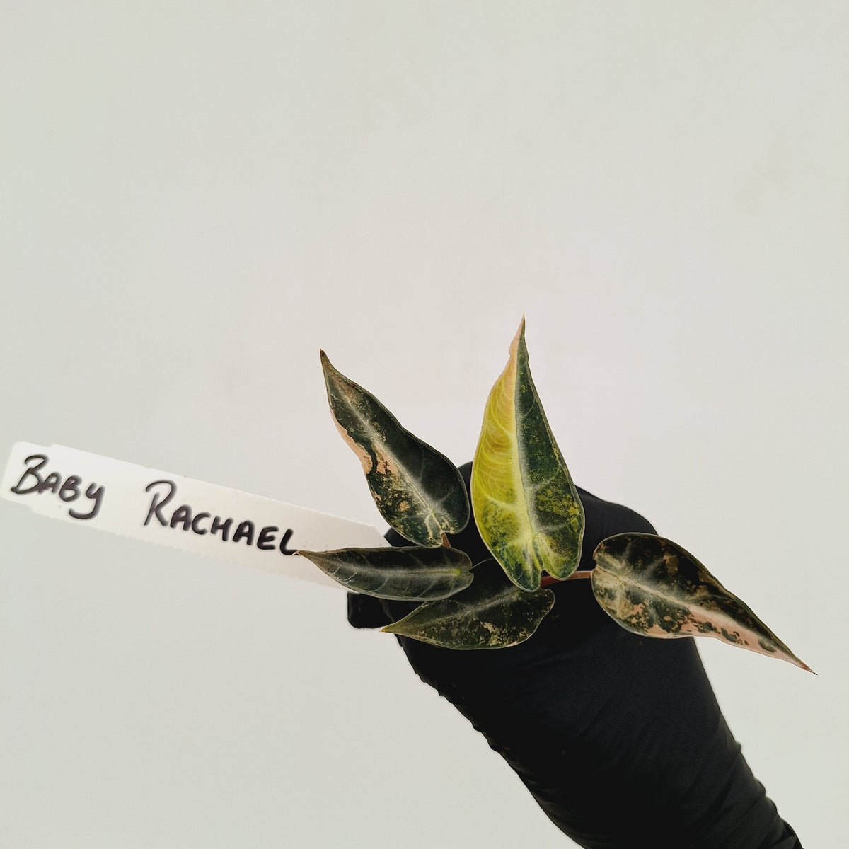 Alocasia Amazonica bambino Variegata - Bare Bottom Baby