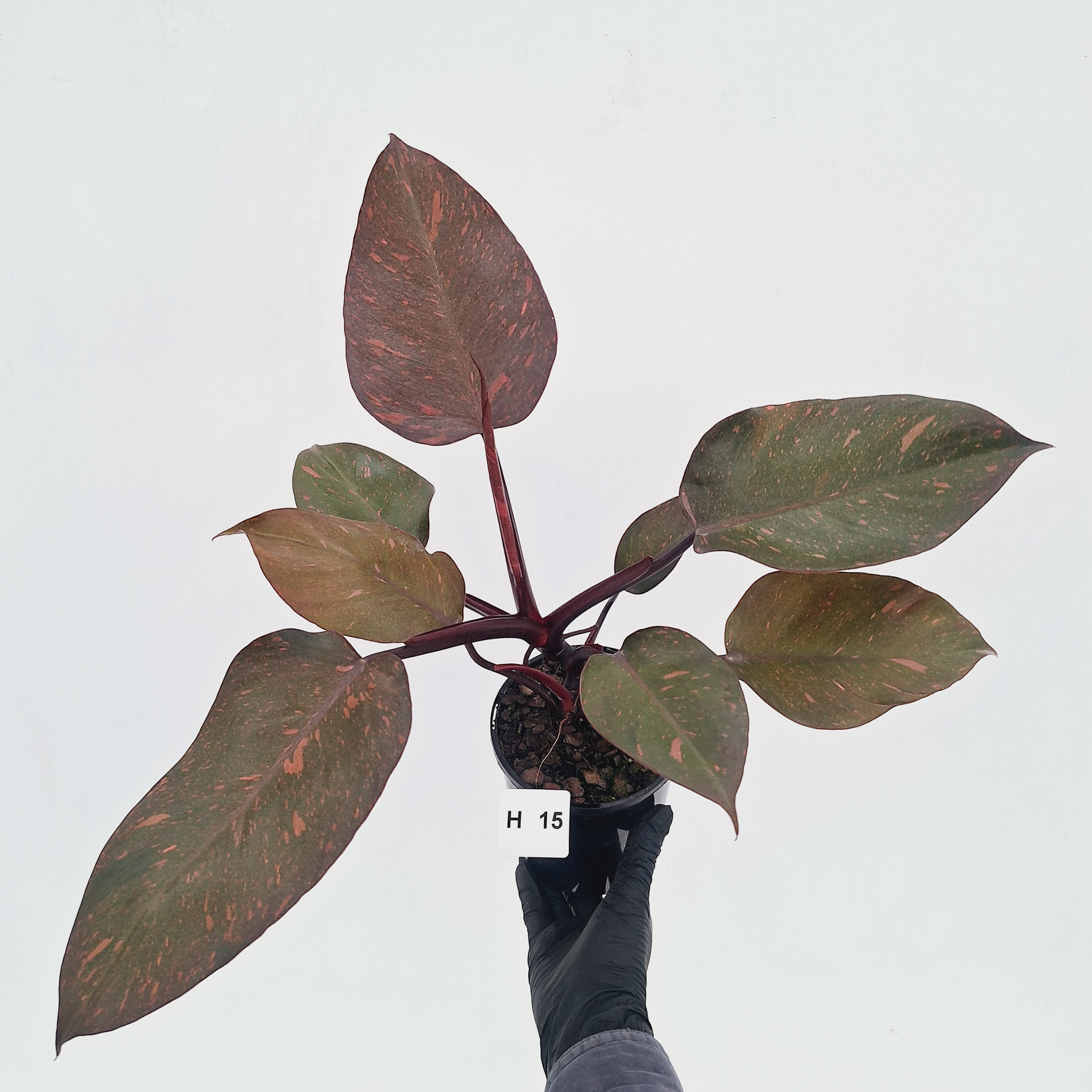 Philodendron 'Orange Princess' - FLASH SALE