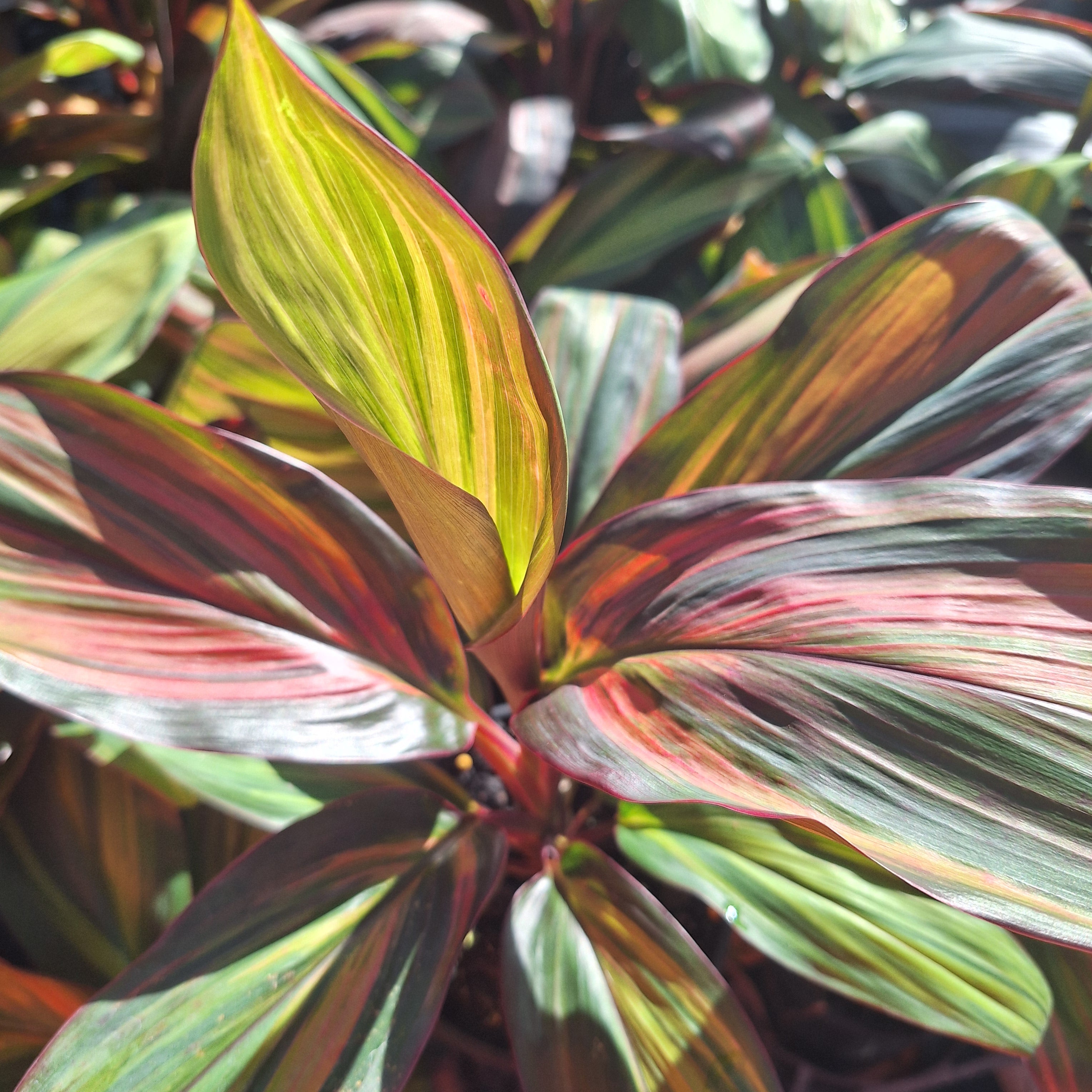Cordyline fruticosa Willy's Gold
