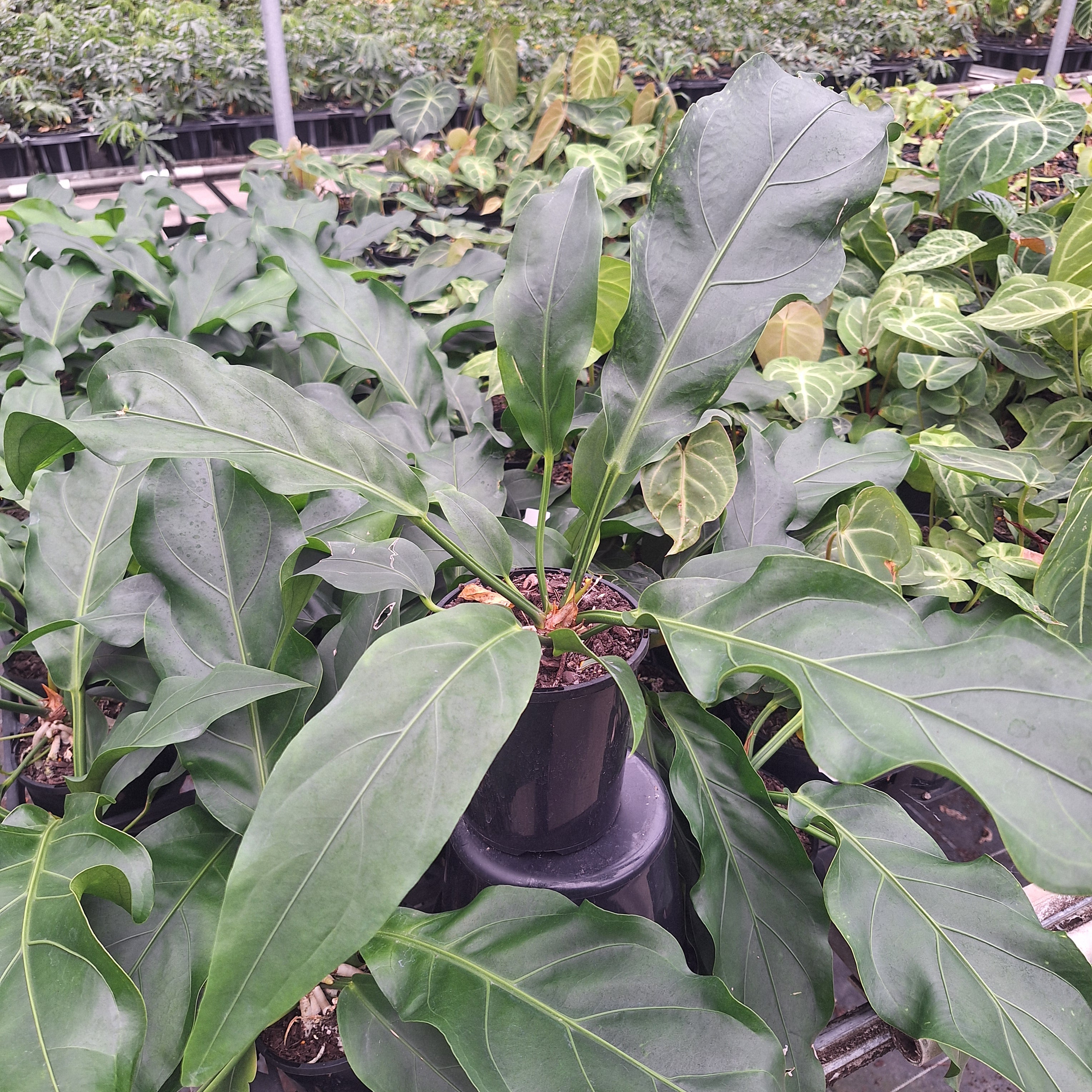 Anthurium plowmanii Wave of Love