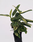 Monstera standleyana 'Cobra' - SALE