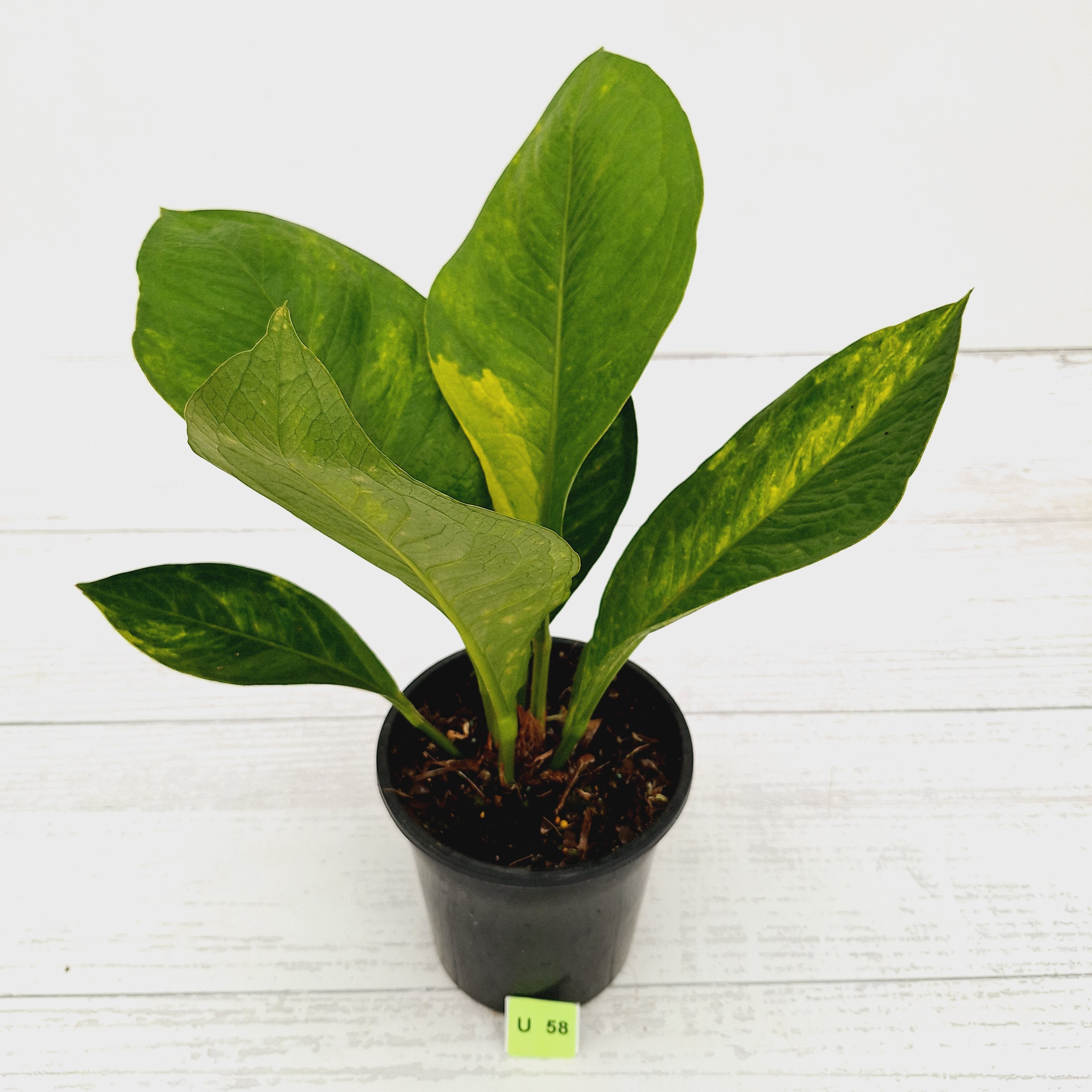 Anthurium jenmanii Variegata