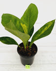 Anthurium jenmanii Variegata