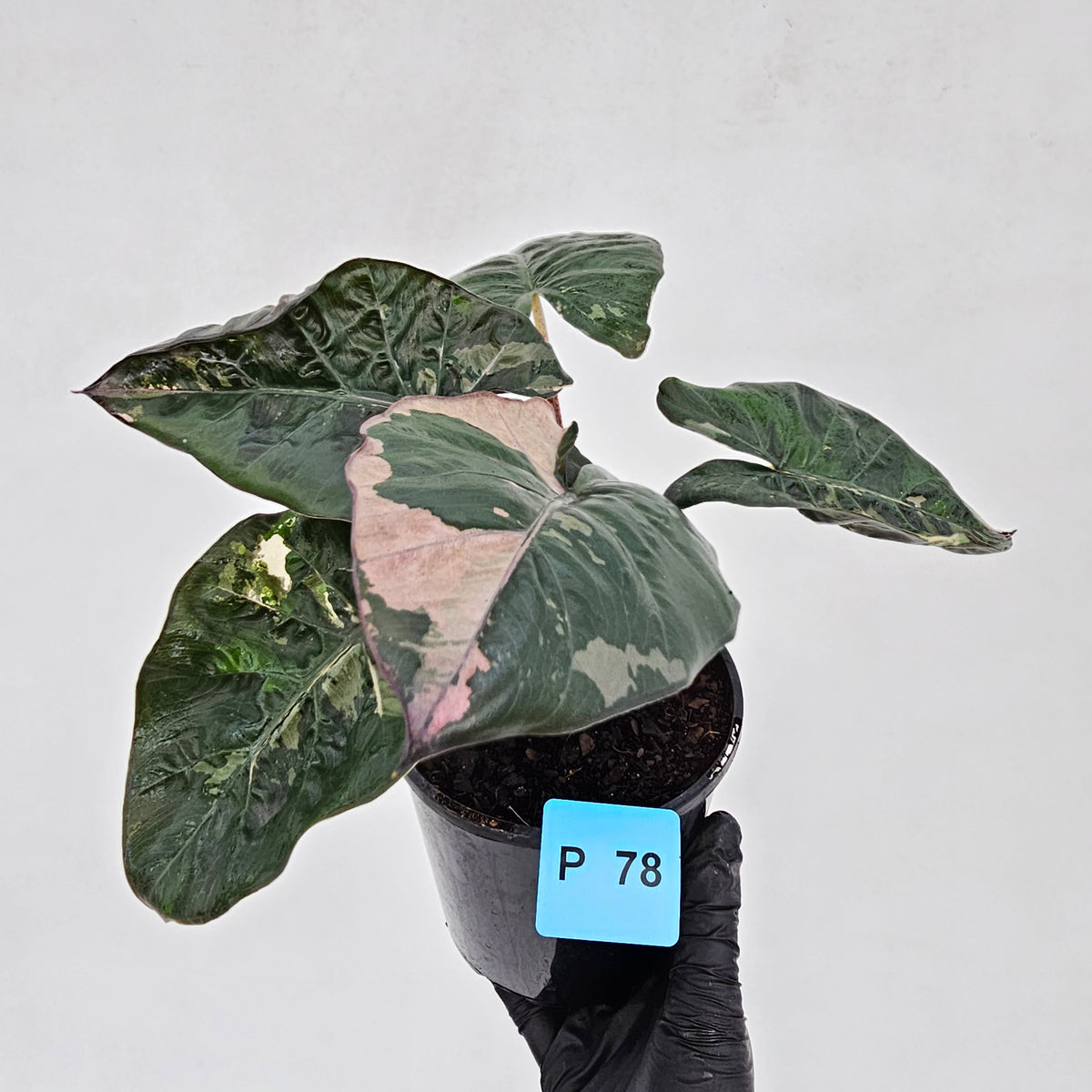 Alocasia macrorrhizos 'plumbea Variegata'