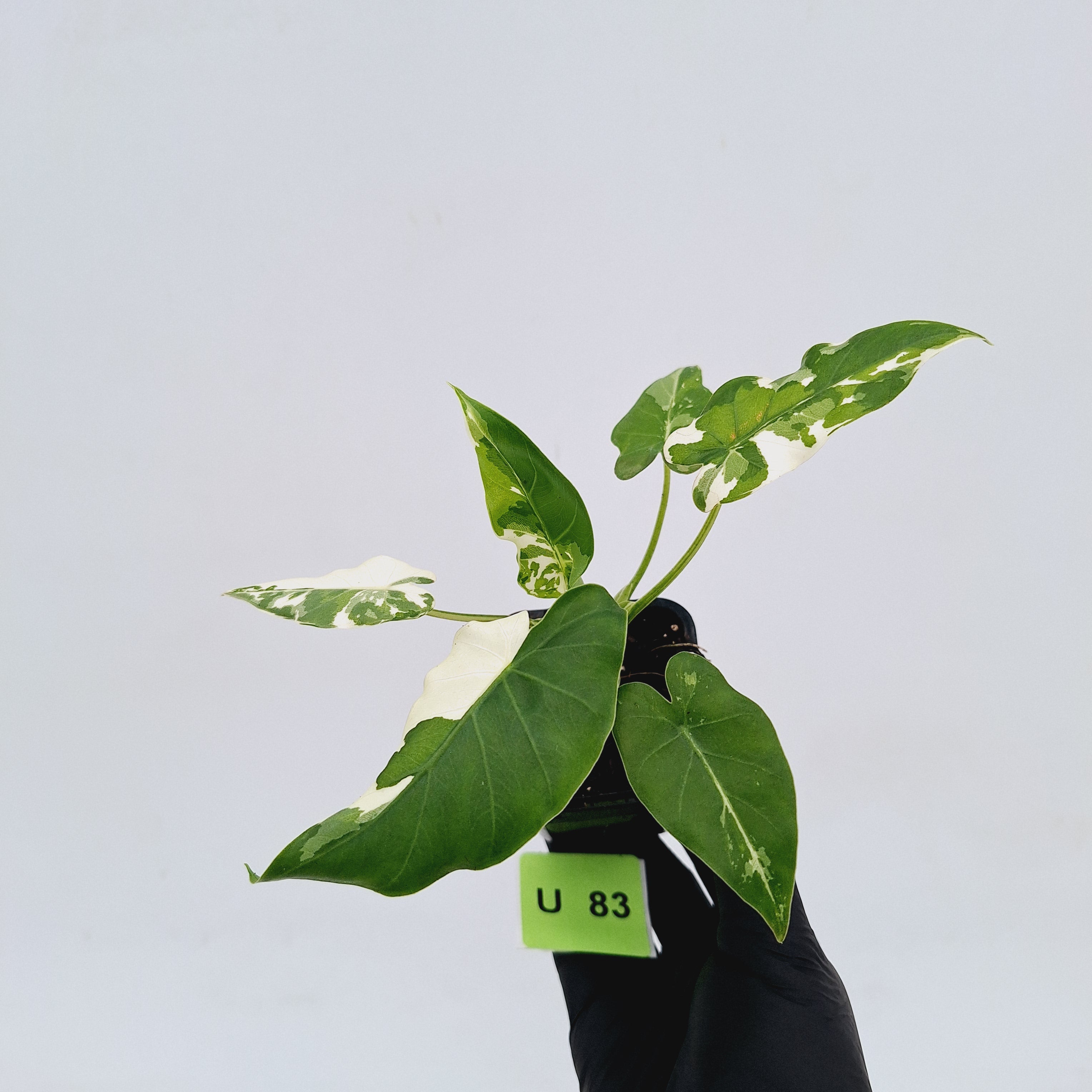 Alocasia Okinawa Silver