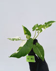 Alocasia Okinawa Silver