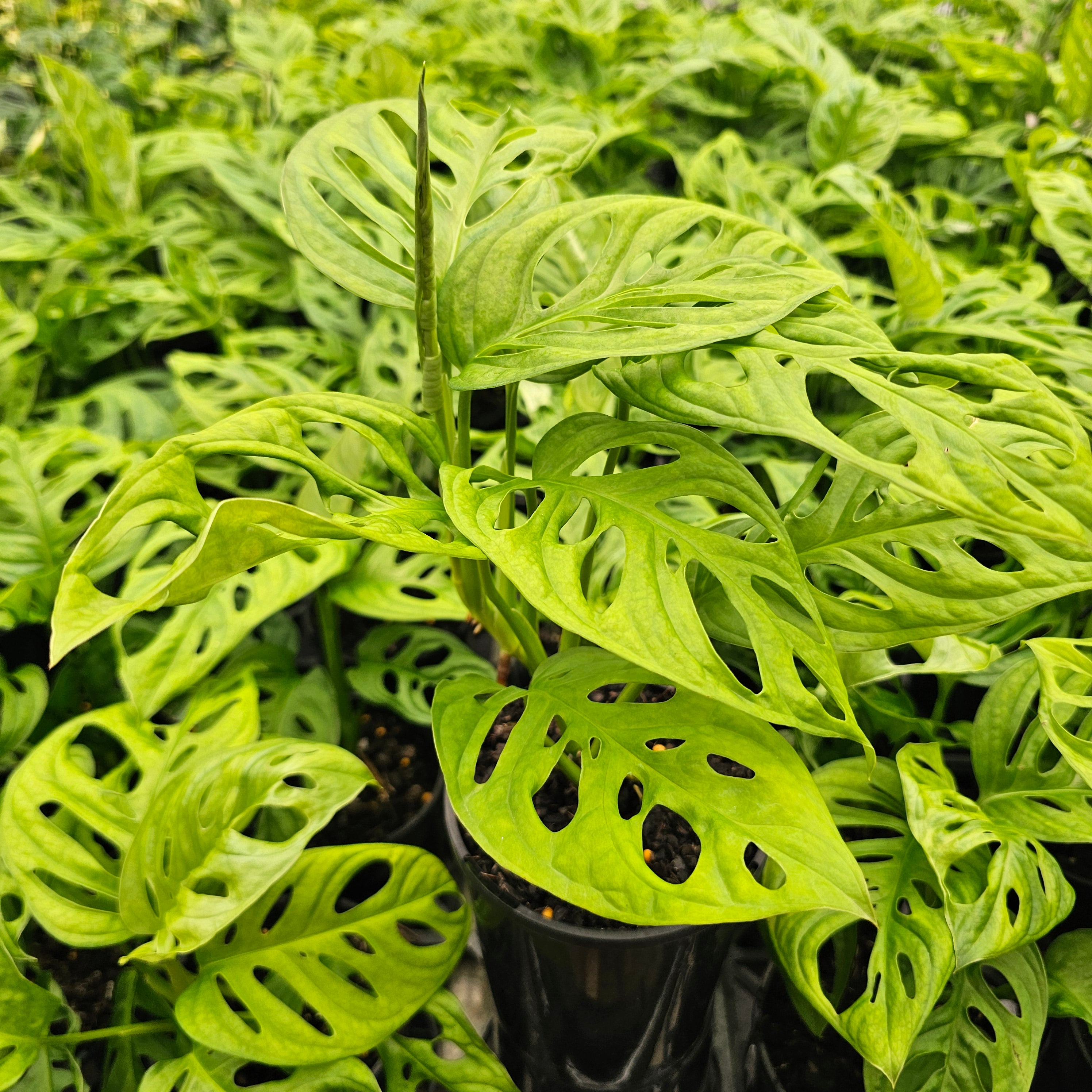 Monstera friedrichsthalii 'Monkey Mask'