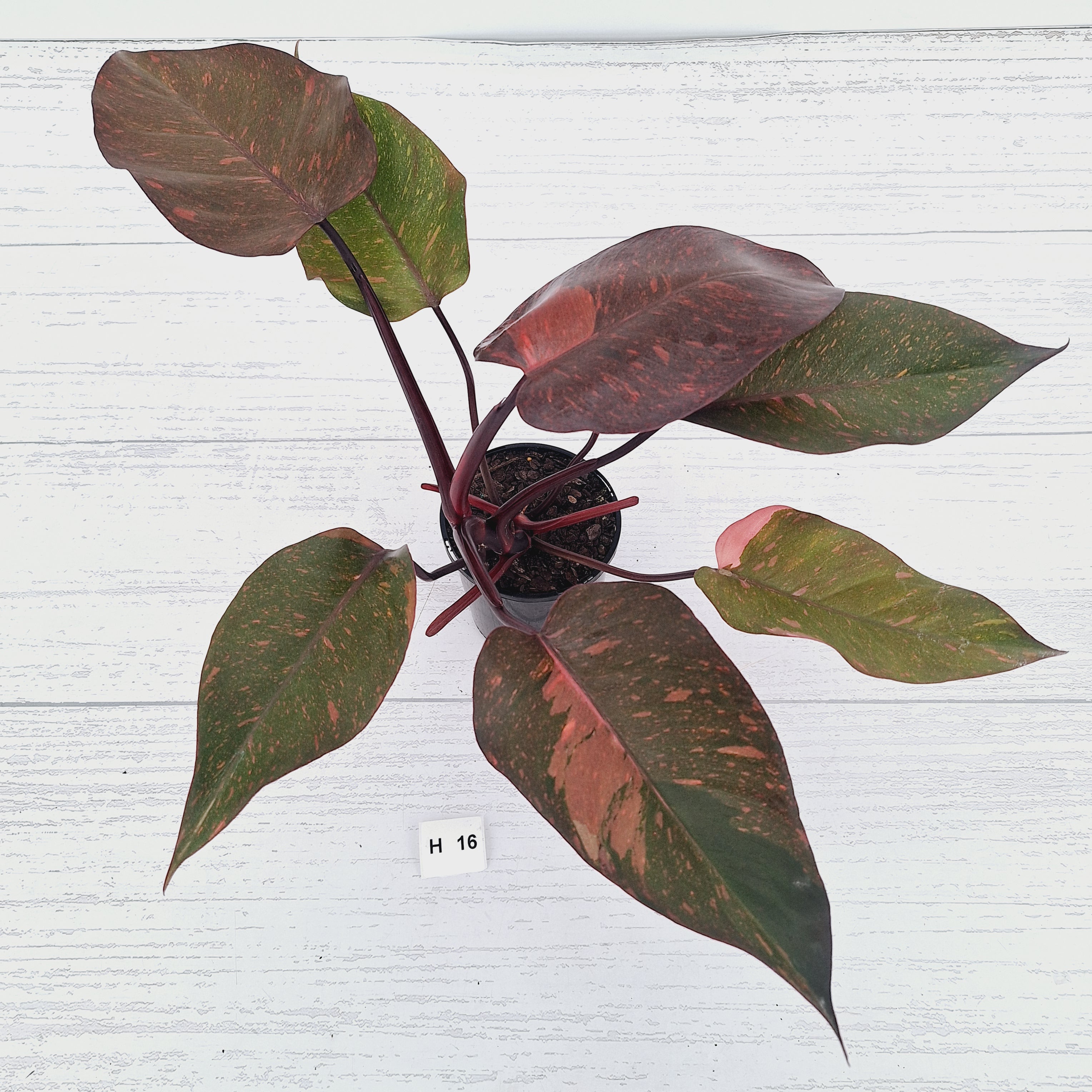 Philodendron 'Orange Princess' - FLASH SALE