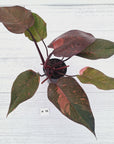 Philodendron 'Orange Princess' - FLASH SALE