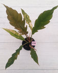Philodendron serratum Caramel Marble