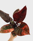 Philodendron erubescens Black Cardinal F. Variegata