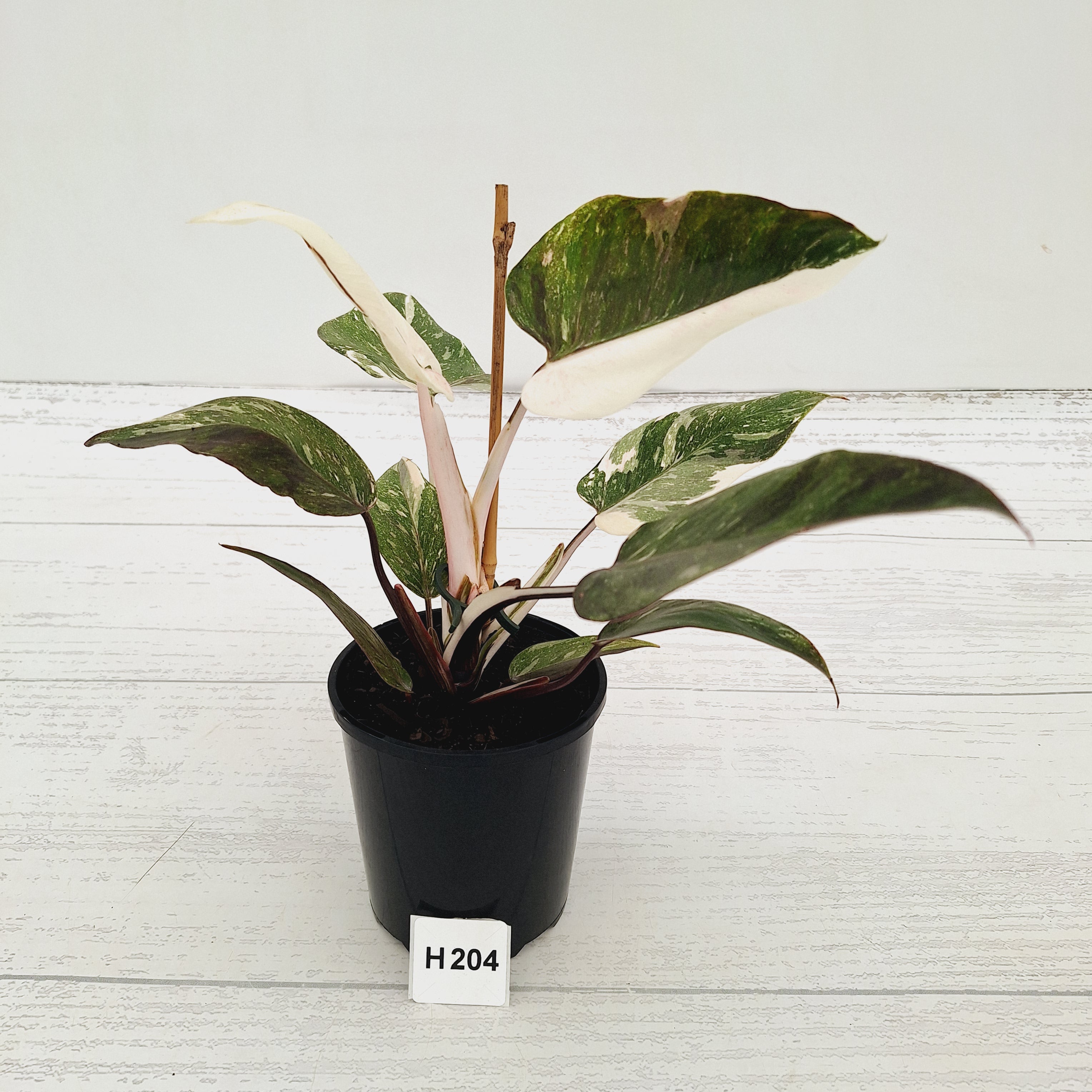 Philodendron 'Pink Princess Galaxy Marble' Sport