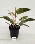 Philodendron 'Pink Princess Galaxy Marble' Sport