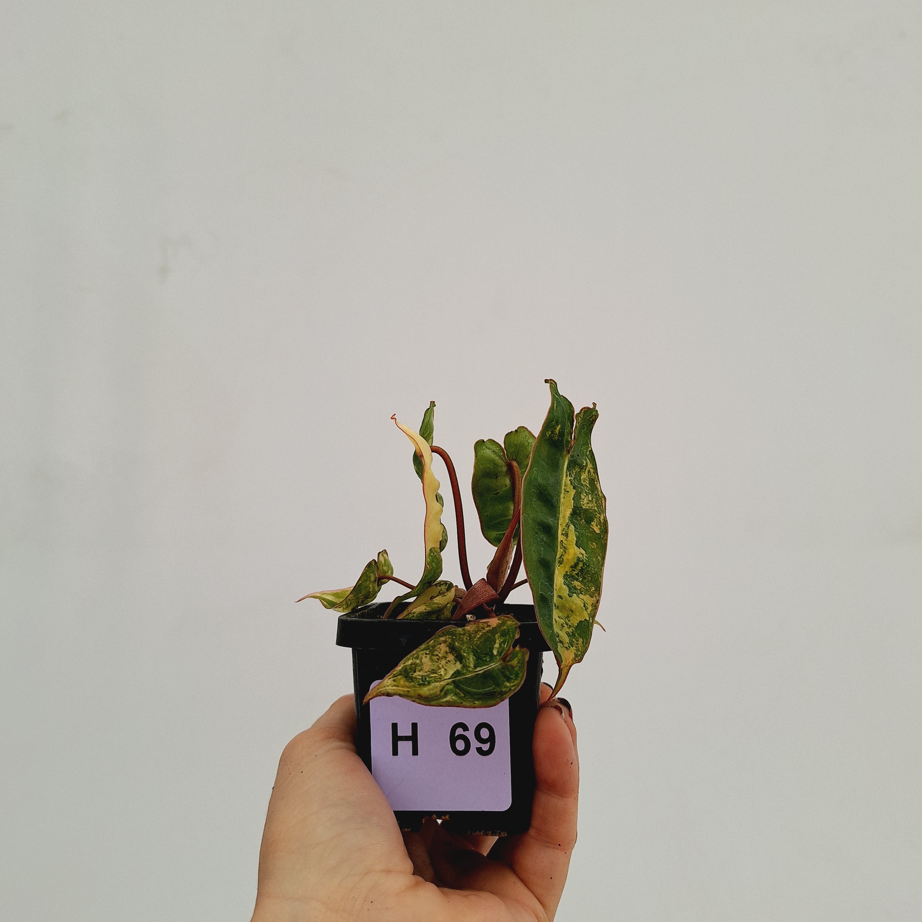 Philodendron billietiae Variegata