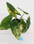 Syngonium podophyllum 'Gold'