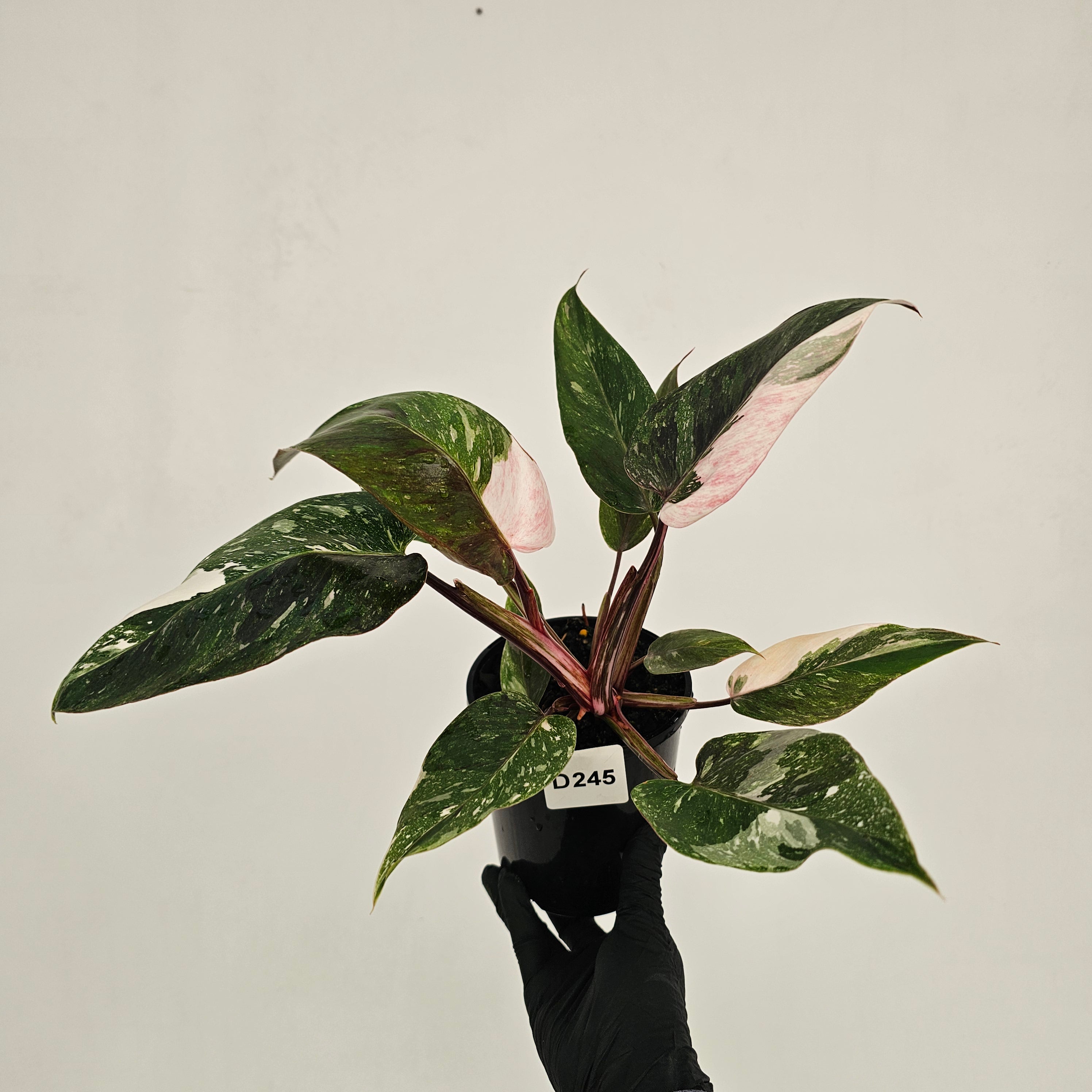 Philodendron 'Pink Princess Galaxy Marble' Sport