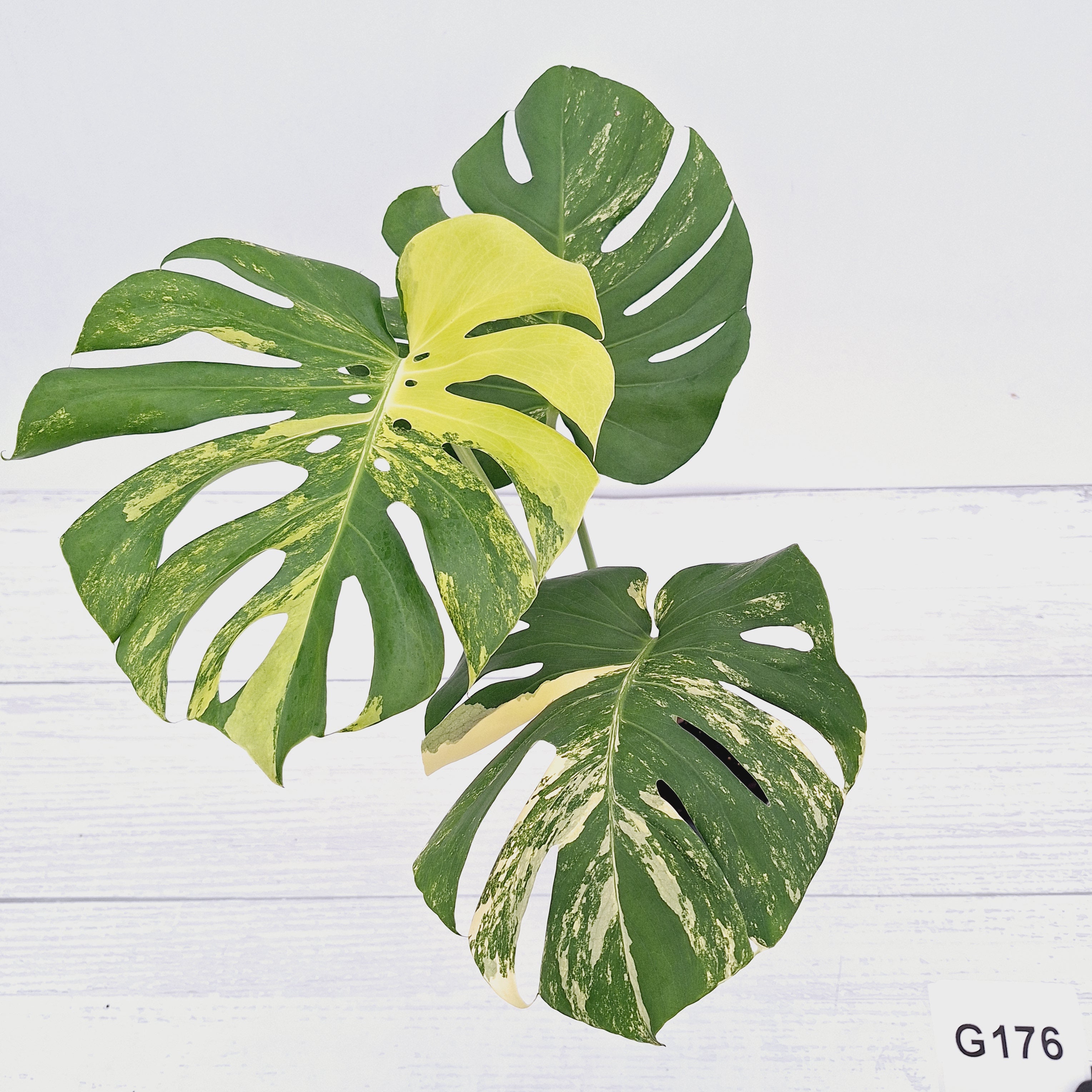 Monstera deliciosa Variegata