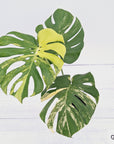 Monstera deliciosa Variegata