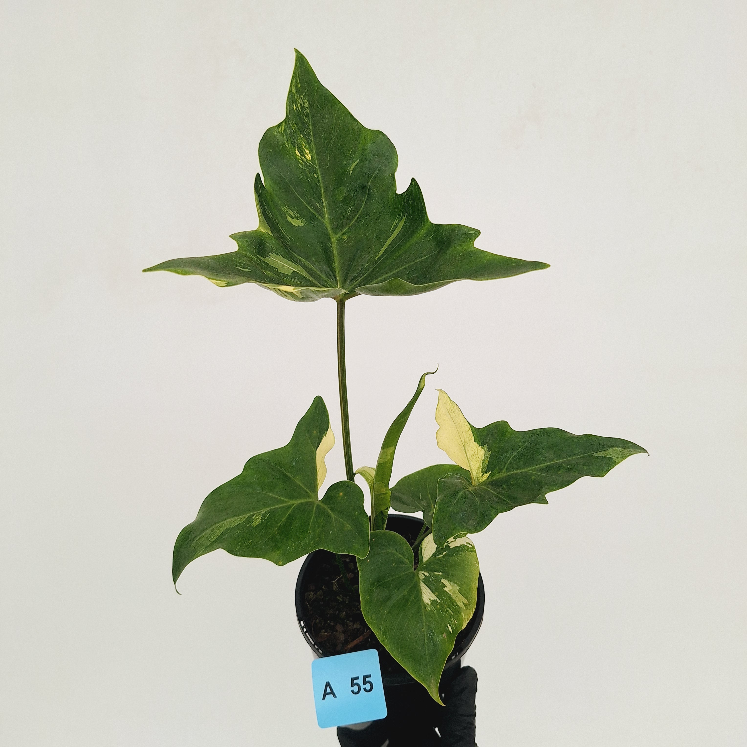 Philodendron 'Angela' variegated