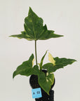 Philodendron 'Angela' variegated