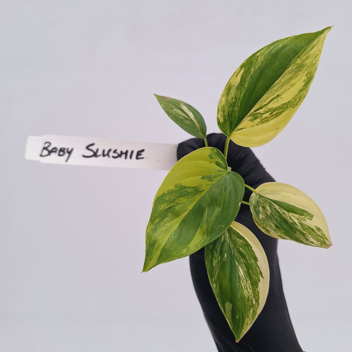 Homalomena rubescens Variegata - Bare Bottom Baby