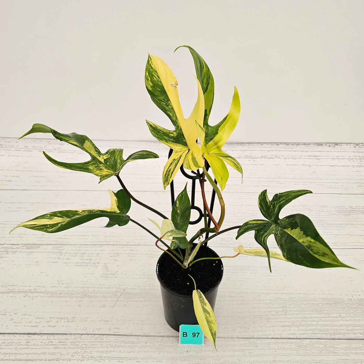 Philodendron pedatum 'Florida Beauty'