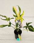Philodendron pedatum 'Florida Beauty'