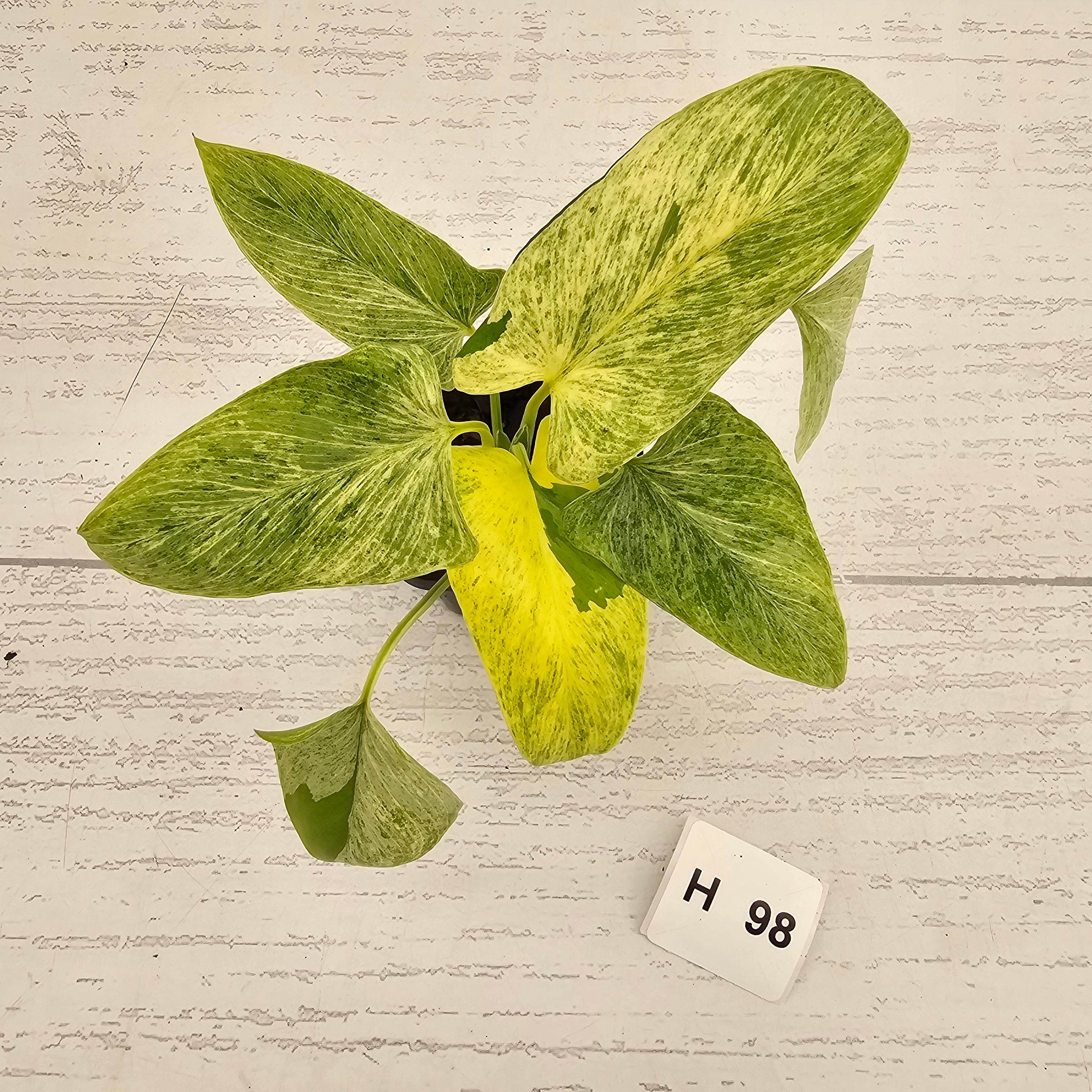 Homalomena sulcata ‘Cream Frost’ - SALE