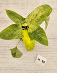 Homalomena sulcata ‘Cream Frost’ - SALE