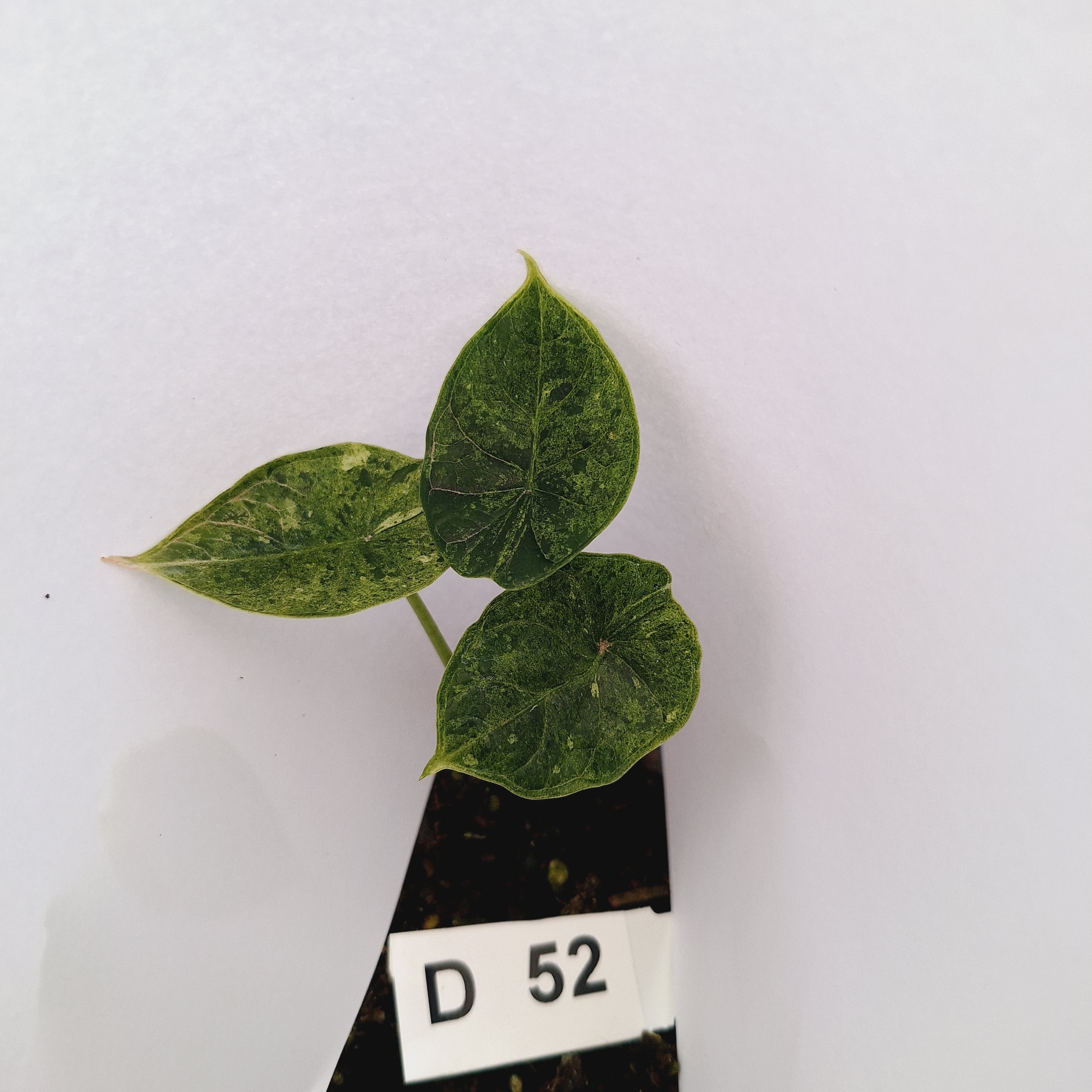 Alocasia baginda ‘Dragon Scale Mint’ - Bare Bottom Baby