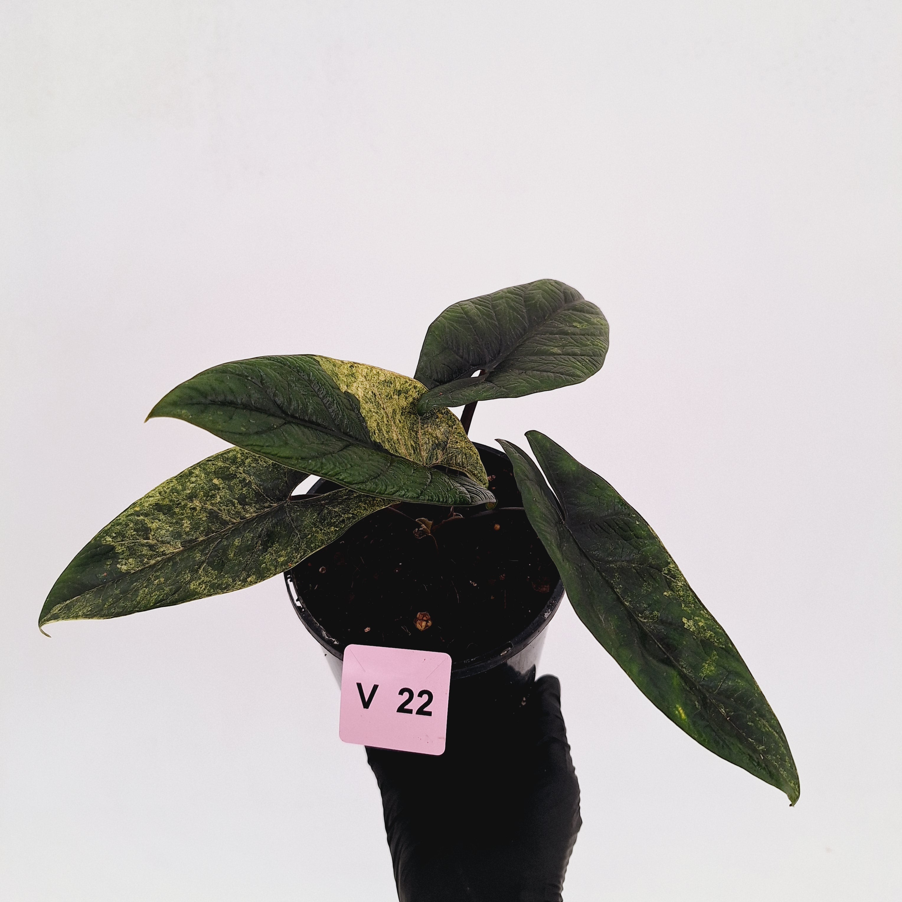 Alocasia scalprum 'Mint'