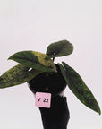 Alocasia scalprum 'Mint'