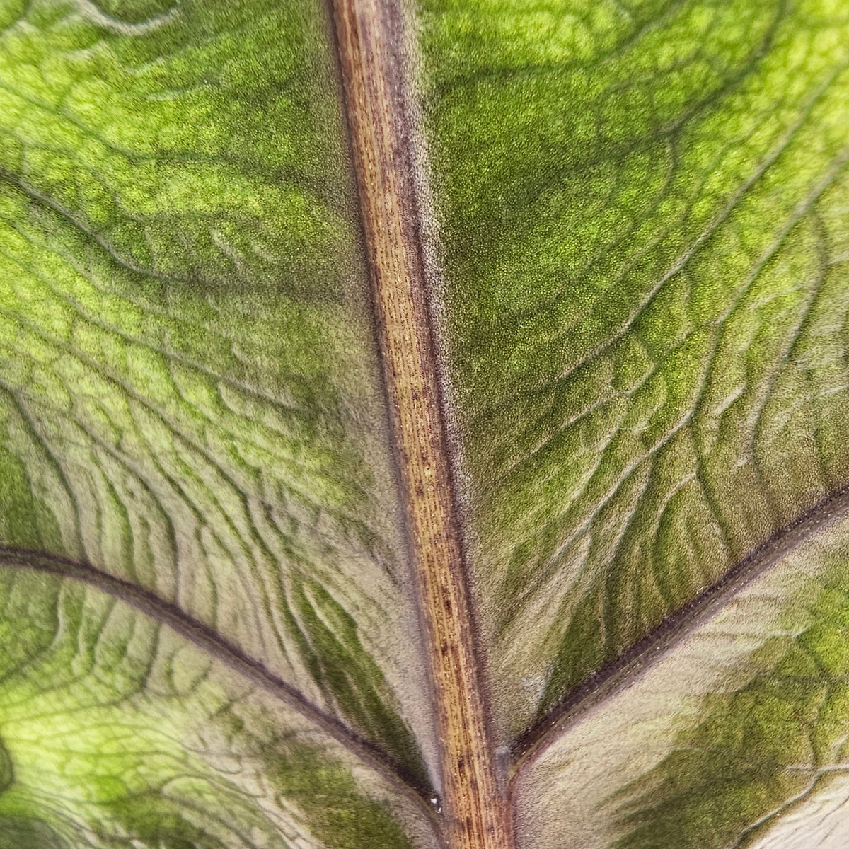 Alocasia tandurusa 'Jacklyn' perfectly imperfect