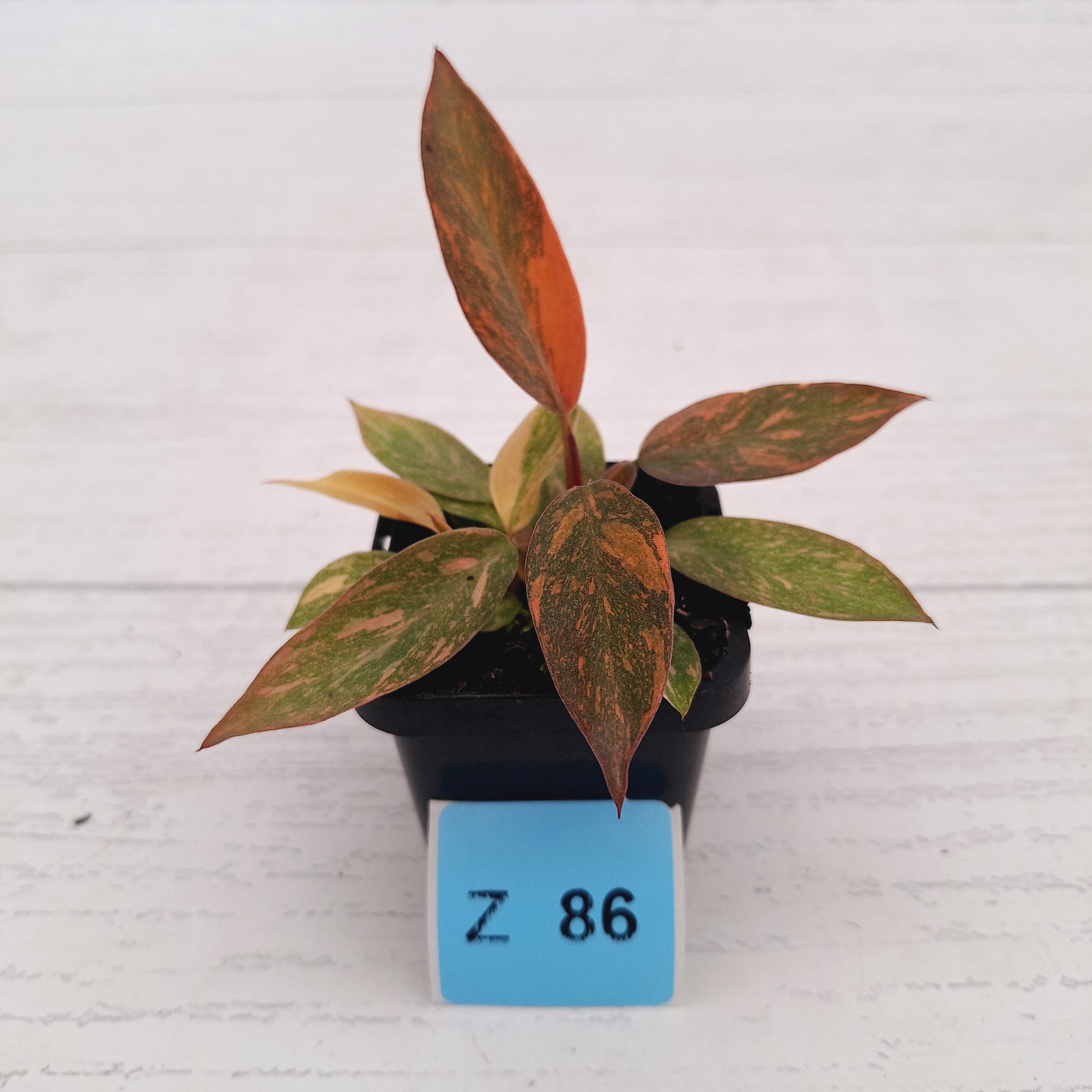 Philodendron 'Orange Princess'