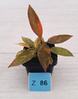 Philodendron 'Orange Princess'