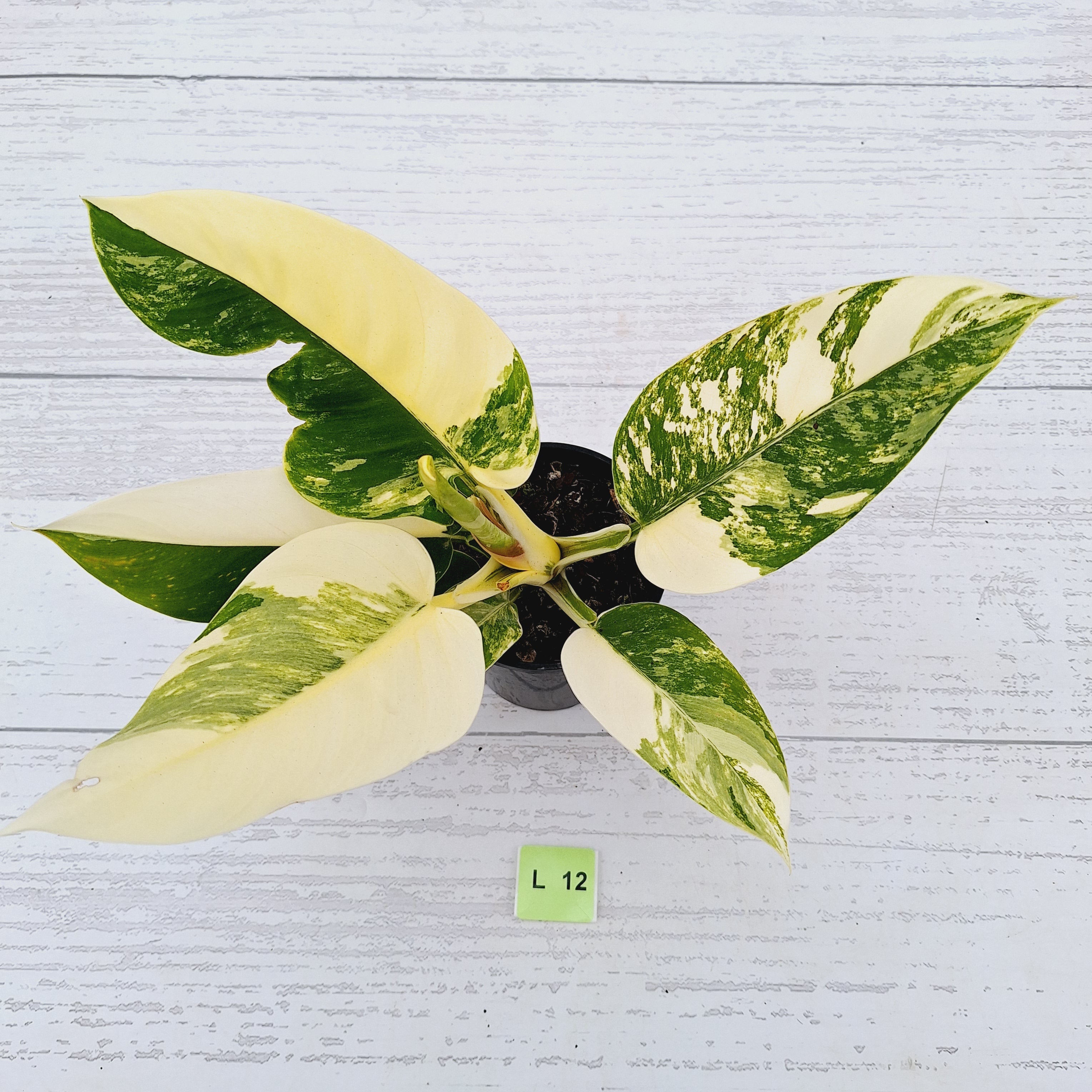 Philodendron imperial green variegata
