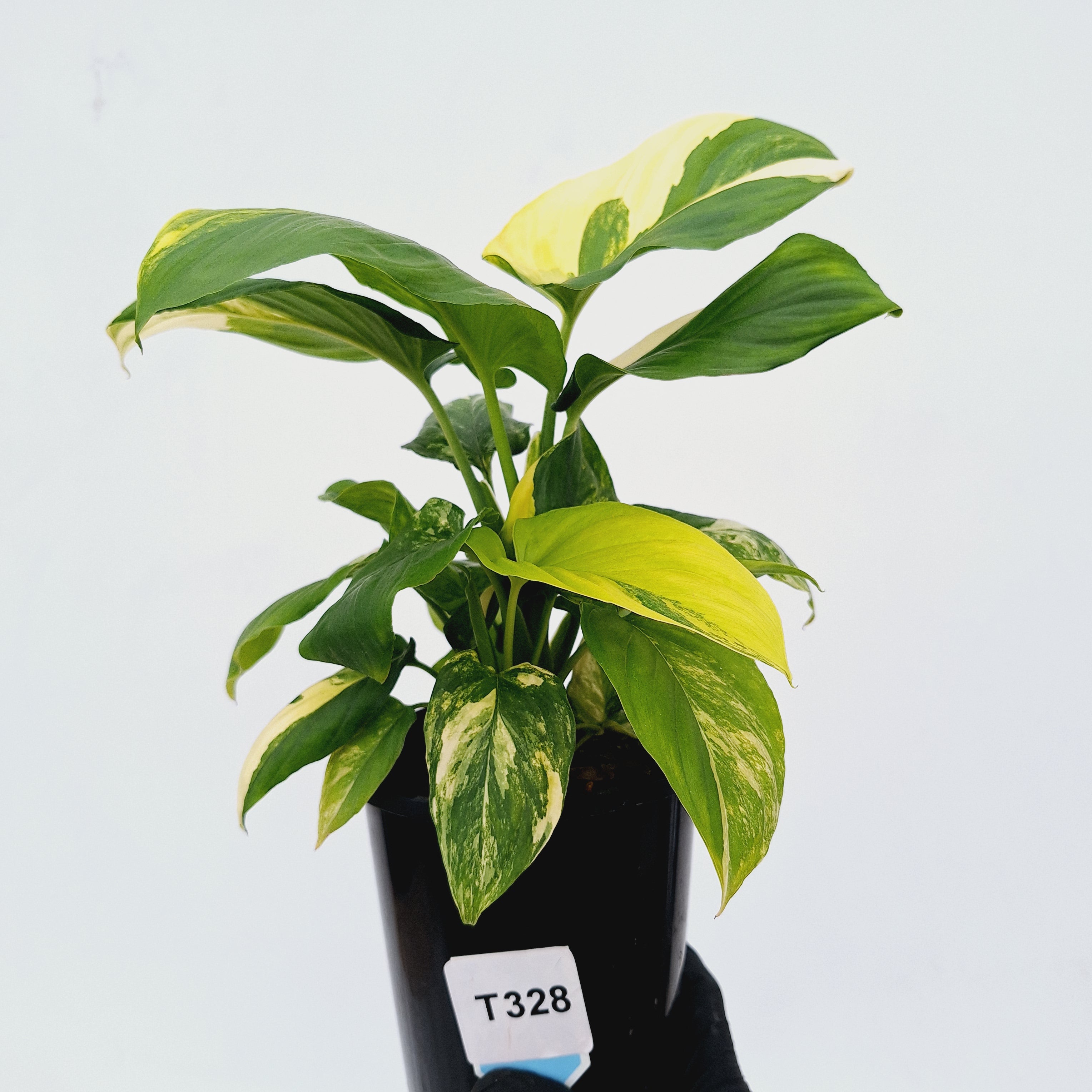 Homalomena rubescens Variegata