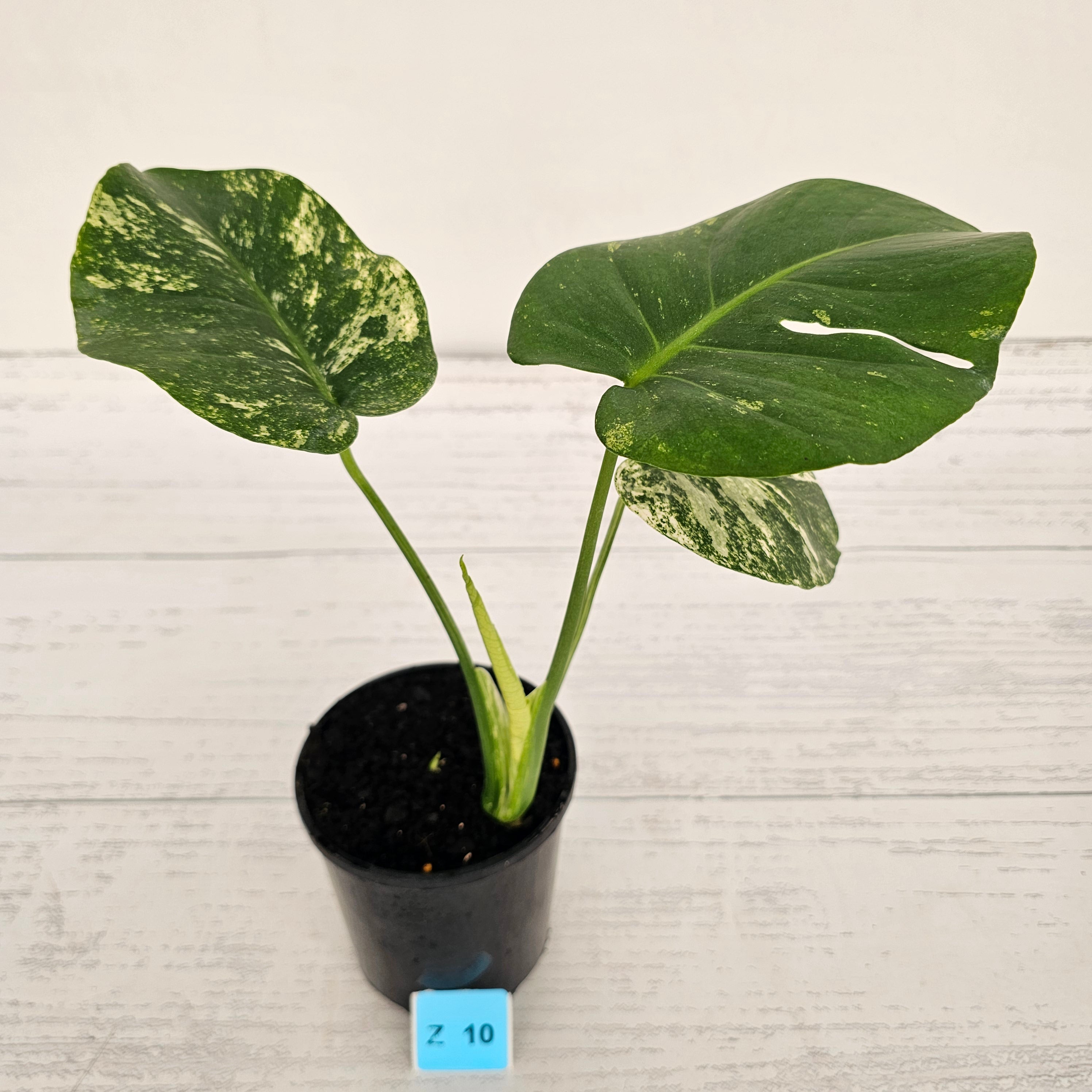 Monstera Deliciosa 'Mint' – Enliven Plants