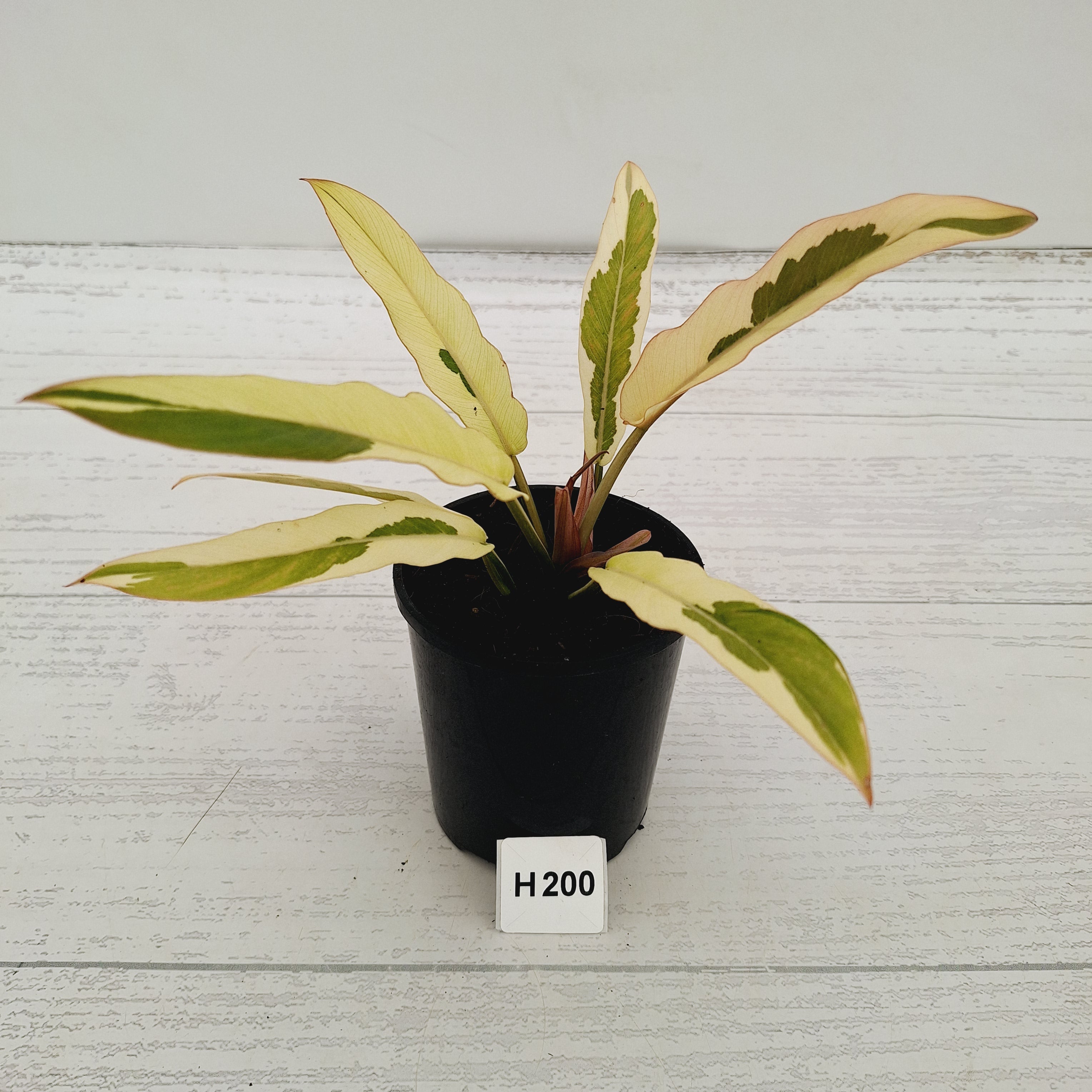 Philodendron serratum Caramel Marble Albo