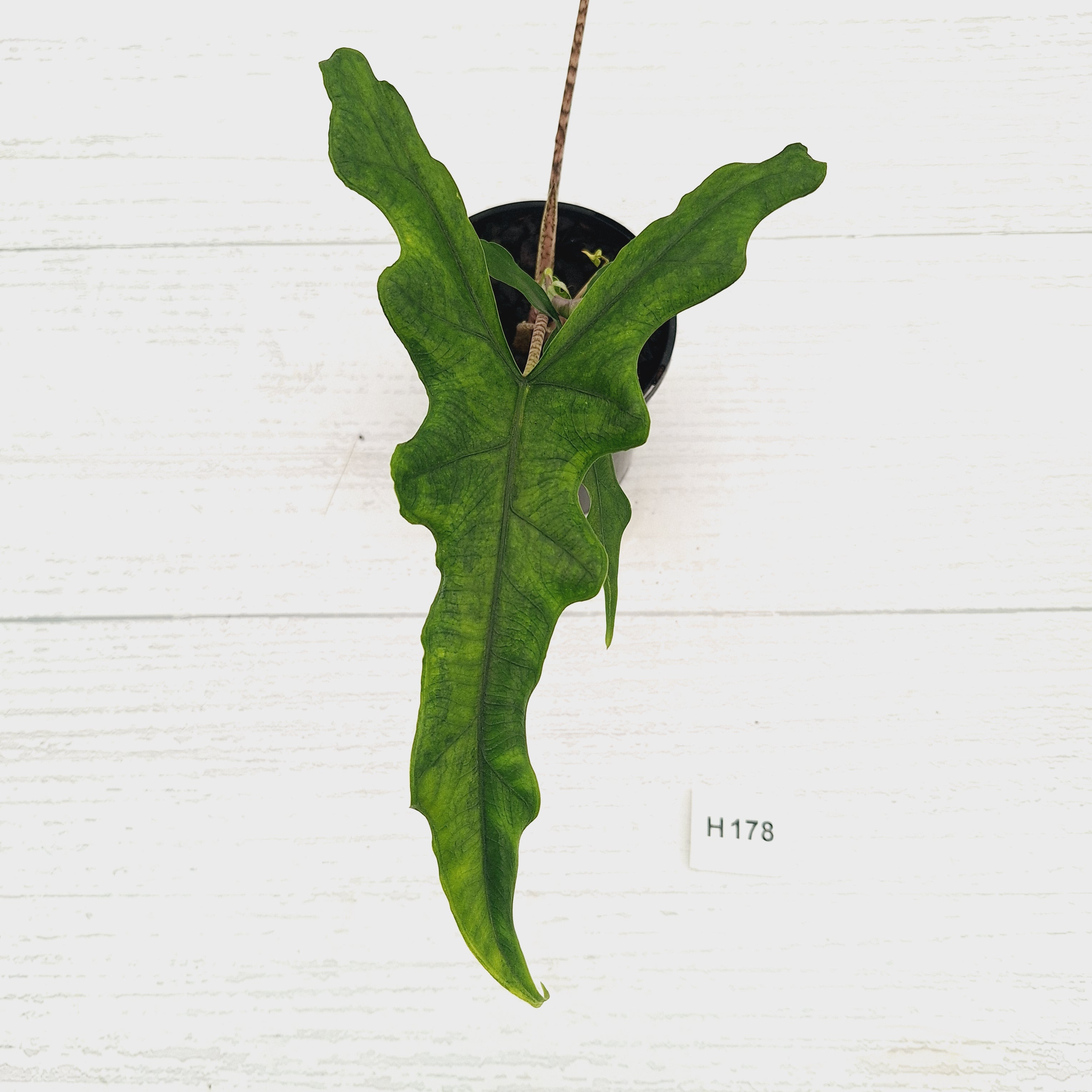 Alocasia sp. ‘Sabrina’ Aurea
