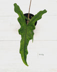 Alocasia sp. ‘Sabrina’ Aurea
