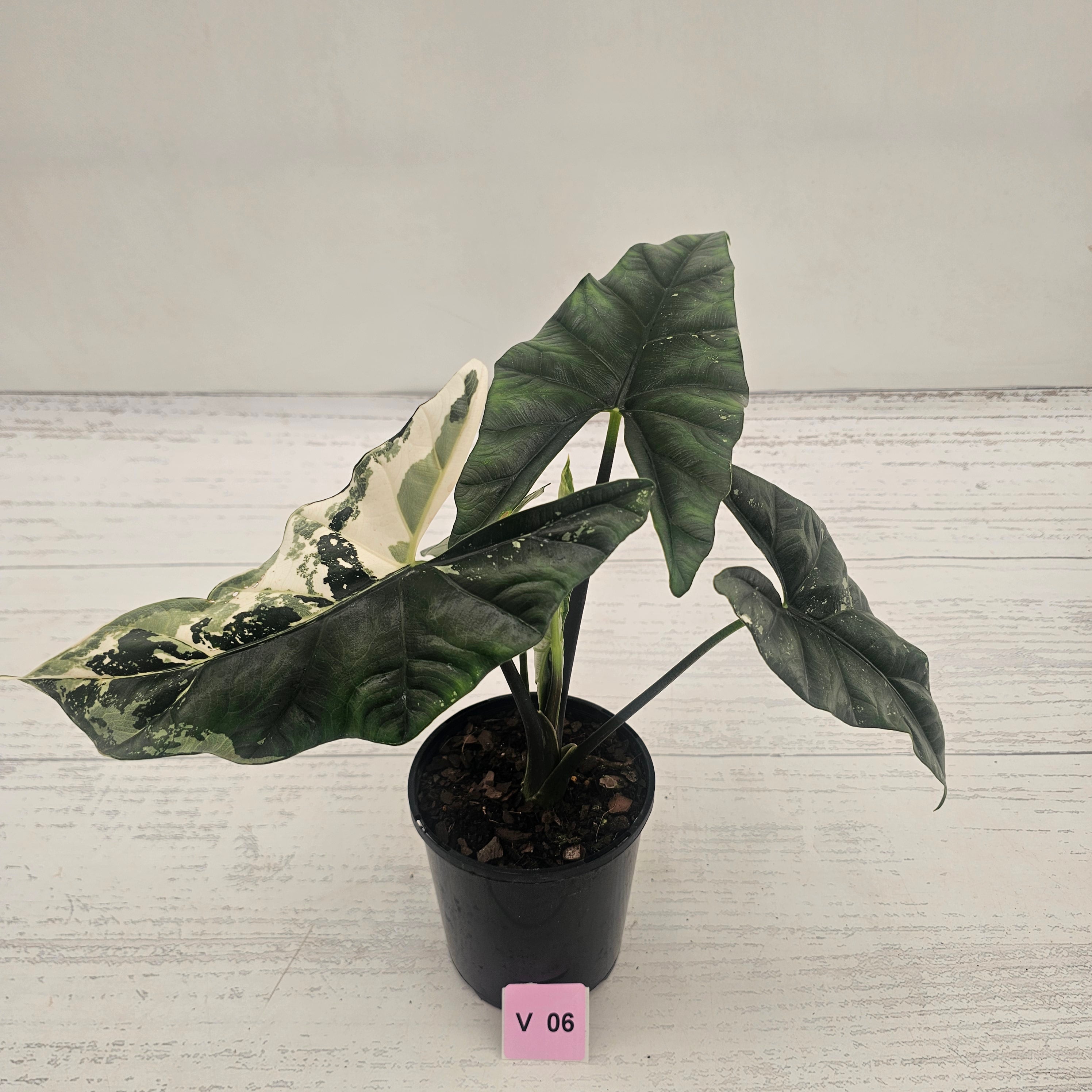 Alocasia ‘Simpo Albo’ Variegata - SALE
