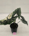 Alocasia ‘Simpo Albo’ Variegata - SALE