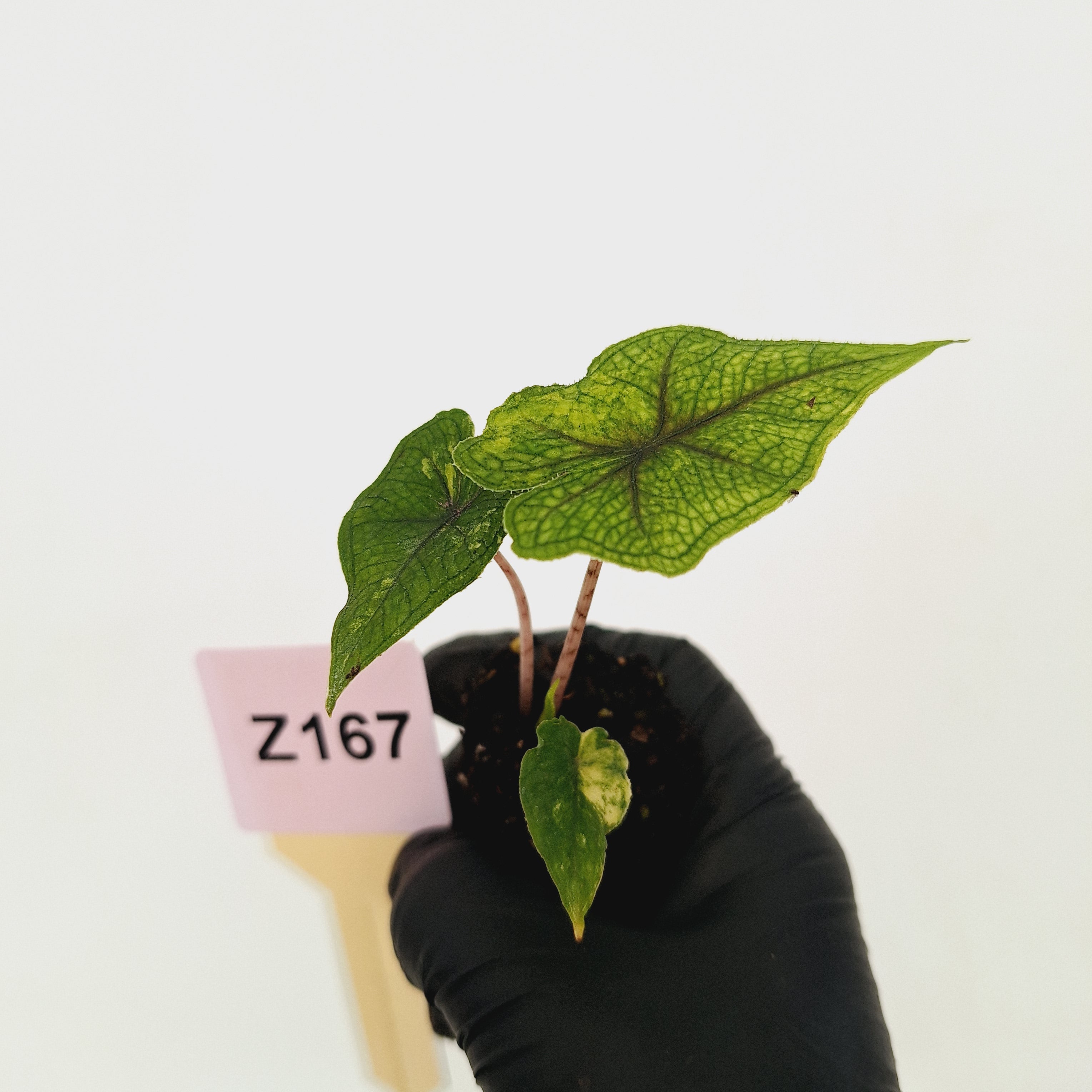 Alocasia tandurusa Jacklyn Variegata - Bare Bottom Baby